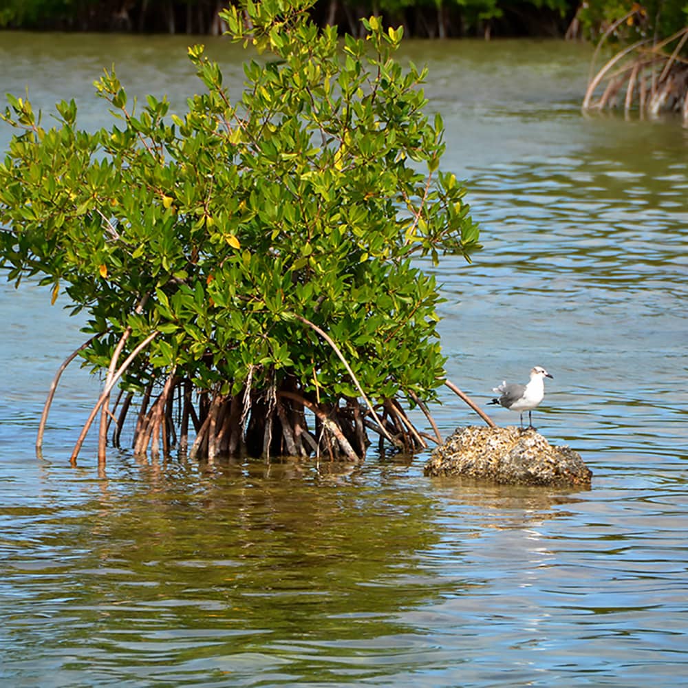 Mangrove and bird